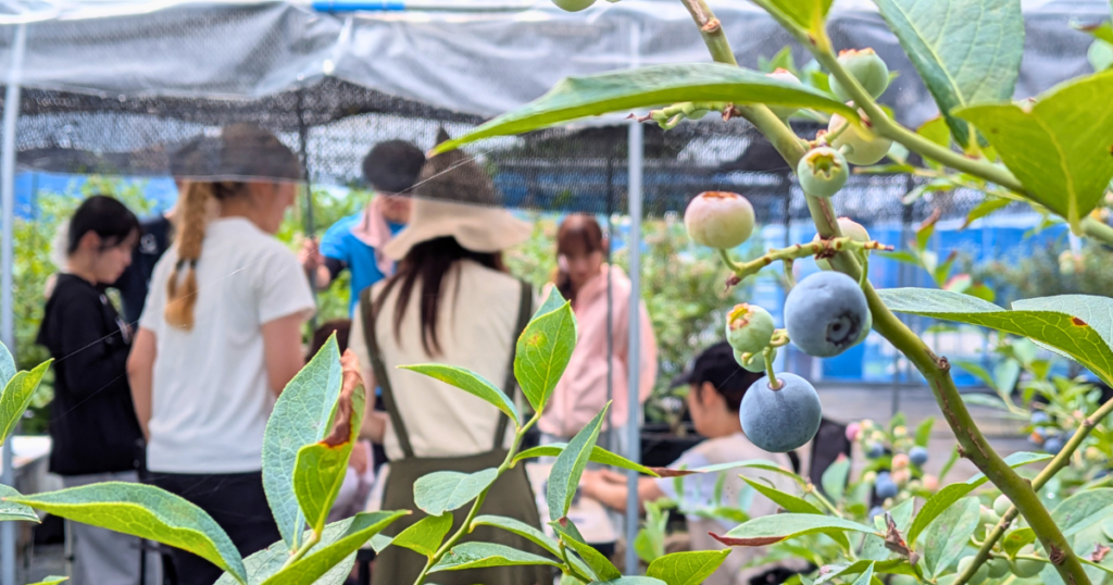【ワークショップ実施報告】2026年 6月28日（日）こびとの農園×ブルーベリーポケット「ブルーベリーの木」農園の雰囲気