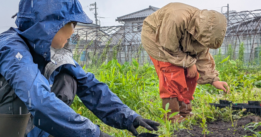 【ワークショップ実施報告】公益財団法人キユーピーみらいたまご財団助成事業プログラムA「食育活動助成」　循環型食育講座「つくって、たべて、また土へ。いのちのひみつを体験しよう」　B日程2026年5月10日・7月5日 (雨の中の収穫体験)
