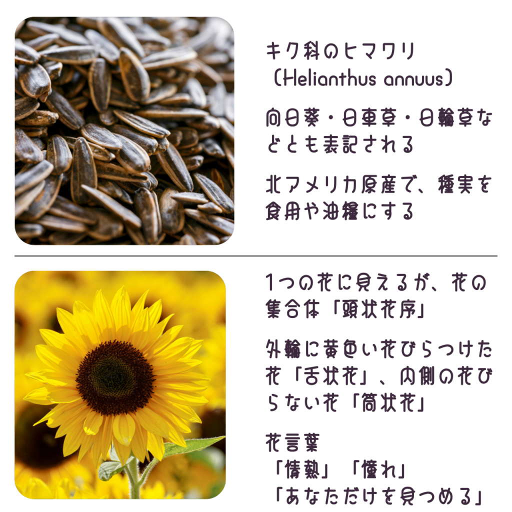 商品説明「ヒマワリの実と花について」
