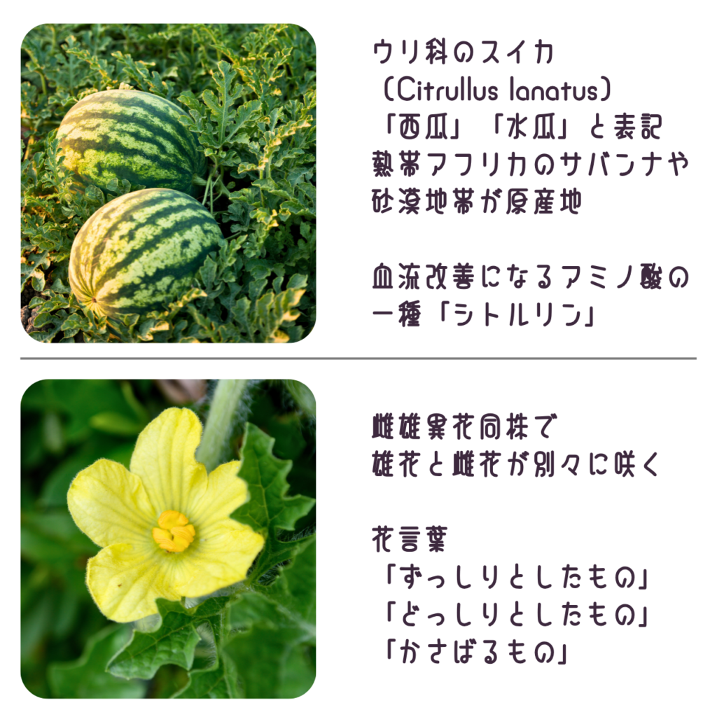 商品説明「スイカの実と花について」