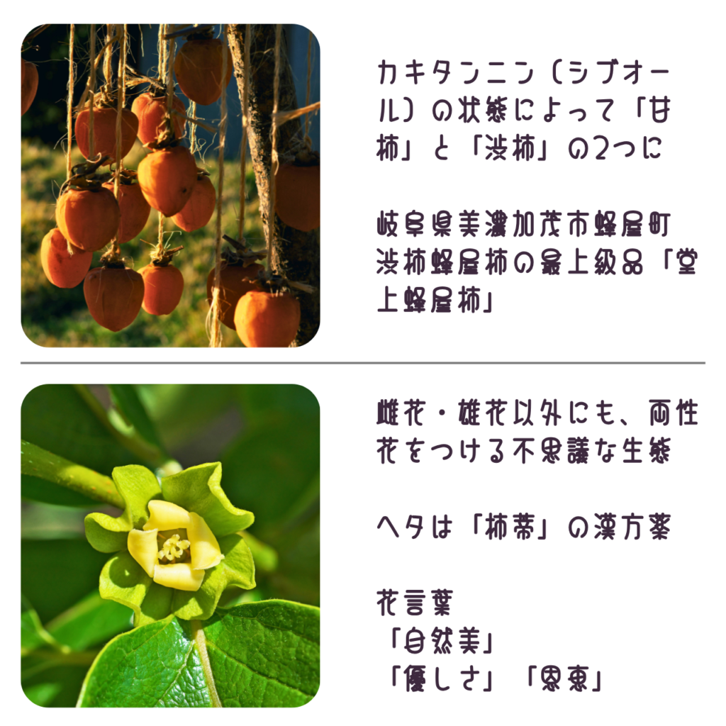 商品説明「堂上蜂屋柿の実と花について」