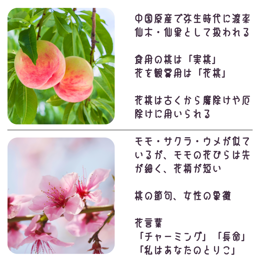 商品説明「モモの実と花について」
