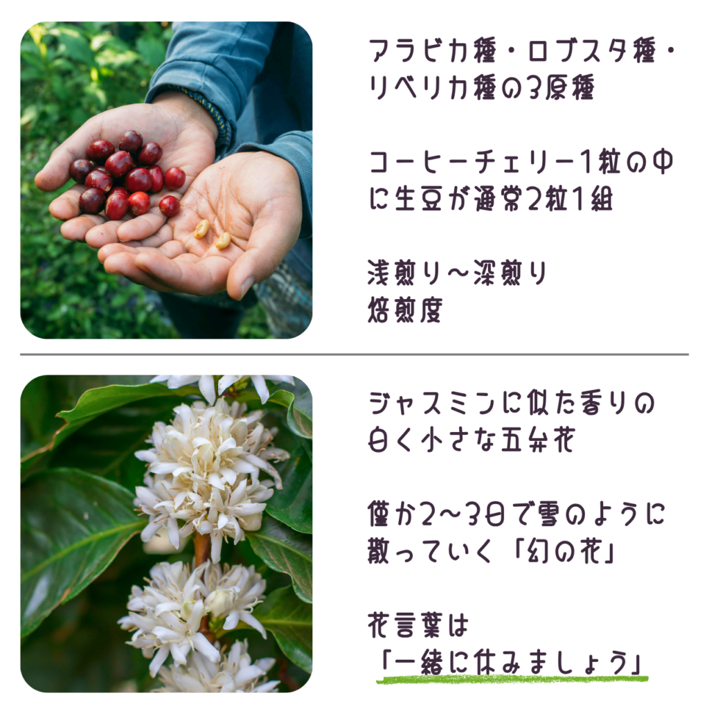 商品説明「コーヒーの実と花について」