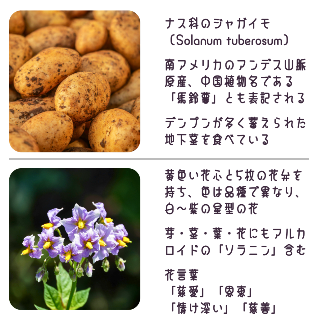 商品説明「ジャガイモ（キタアカリ）の実と花について」