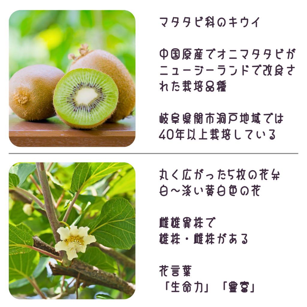 商品説明「キウイの実と花について」