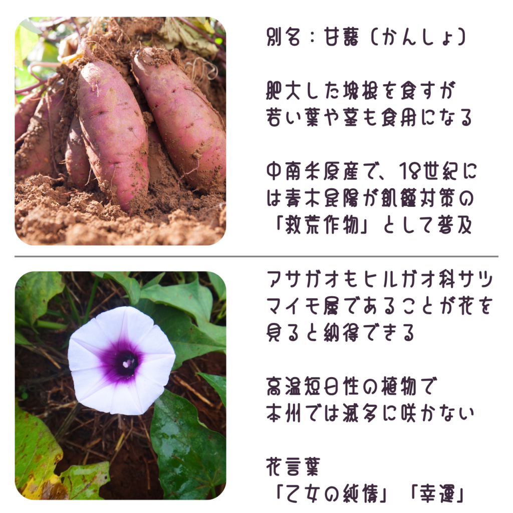 商品説明「サツマイモの実と花について」
