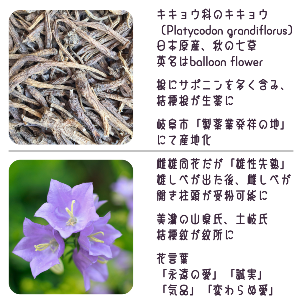 商品説明「キキョウの根と花について」