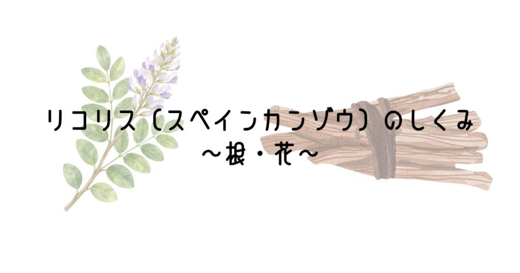 リコリス（スペインカンゾウ）のしくみ　～根・花～
