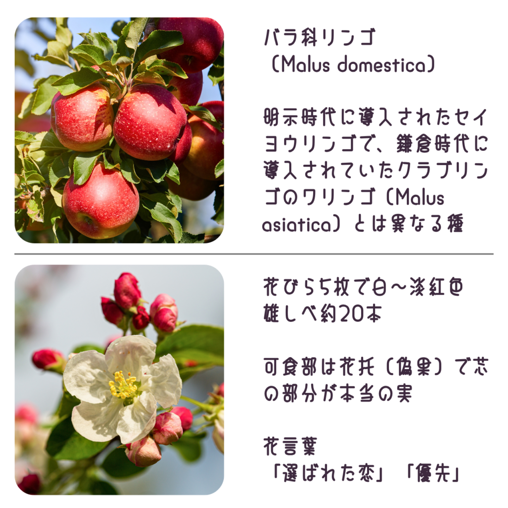 商品説明「リンゴの実と花について」