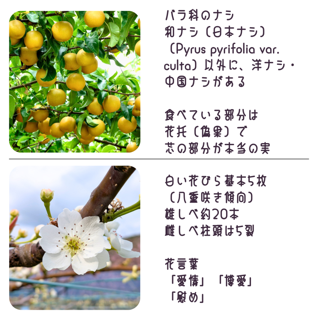 商品説明「ナシ(幸水)の実と花について」