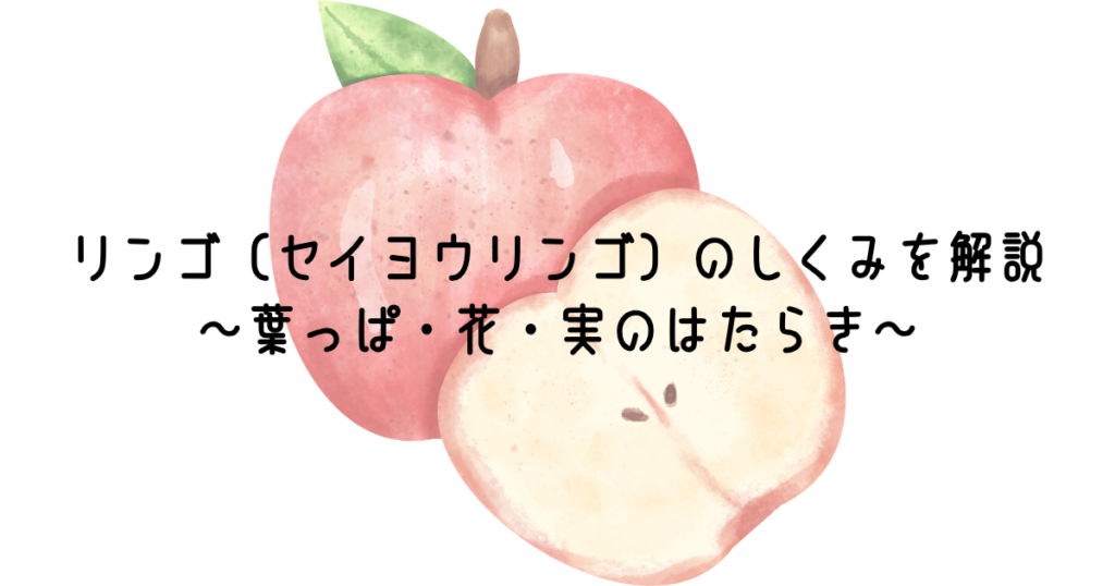 リンゴ（セイヨウリンゴ）のしくみを解説～葉っぱ・花・実のはたらき～