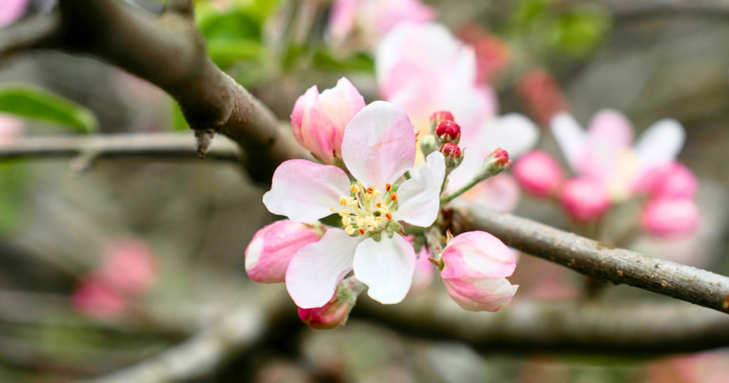リンゴ(セイヨウリンゴ)のしくみを解説~葉っぱ・花・実のはたらき~ リンゴの花について ~最初に咲く中心花、その周りの側花~