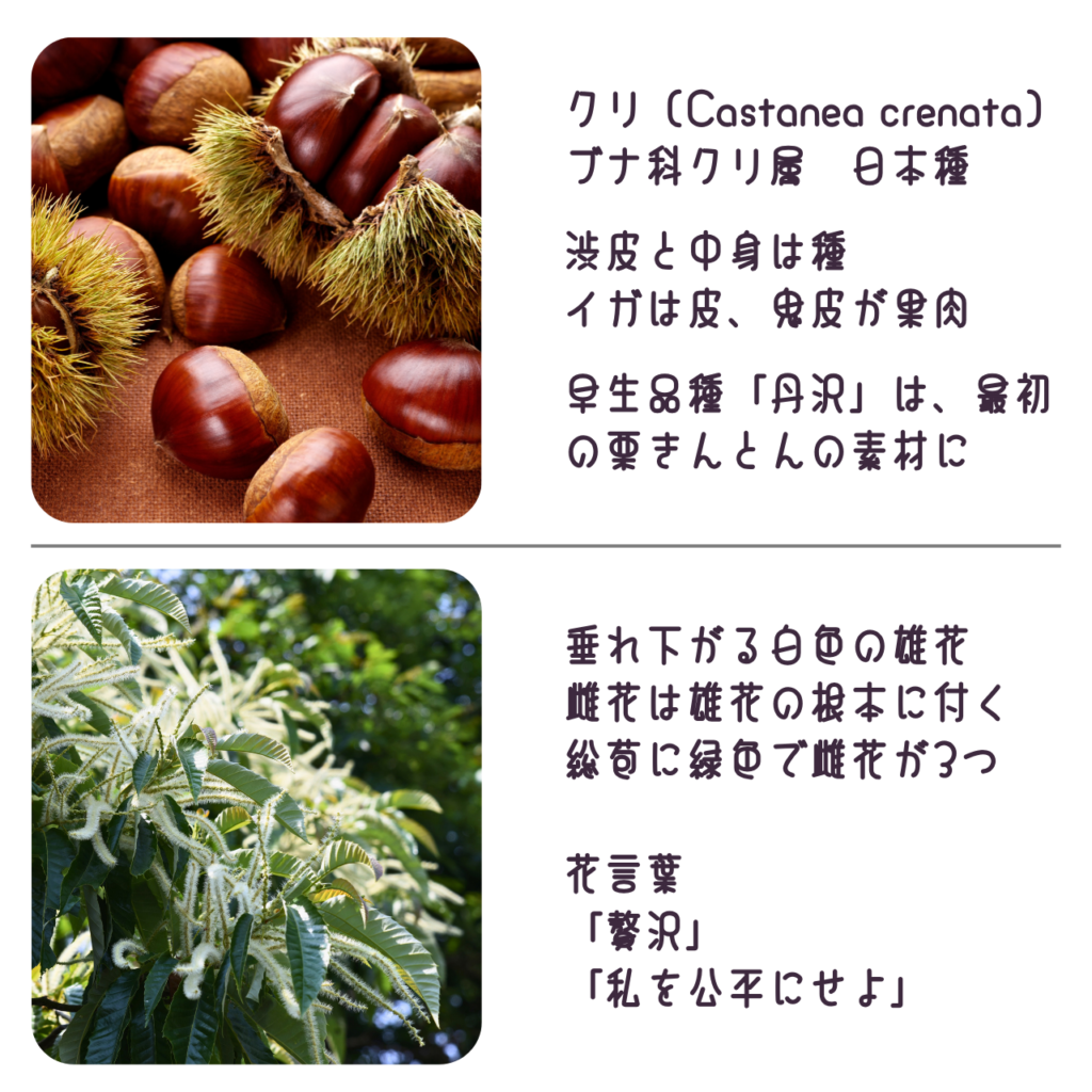 商品説明「クリの種と花について」